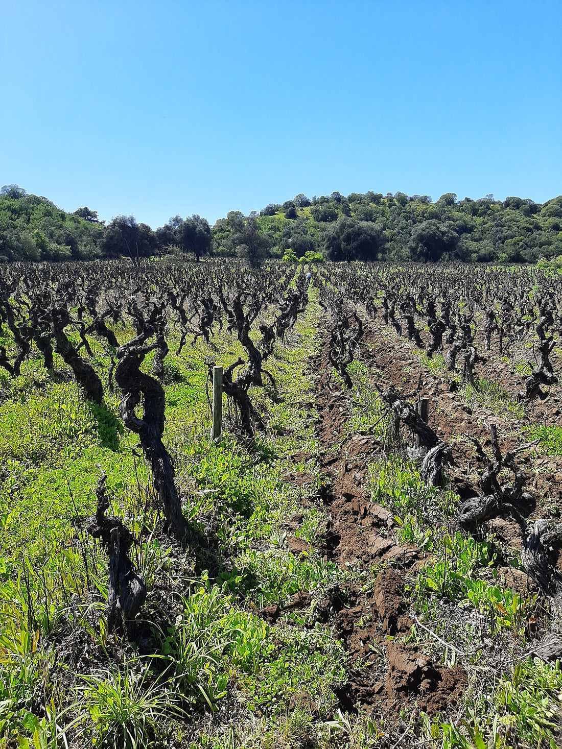 Nuestra ignorancia sobre la cultura del vino