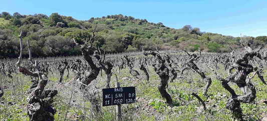 Santa Rosa de Lavaderos, parras de cepa País de más de 100 años